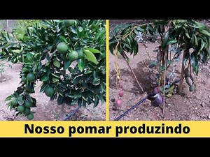 DEVELOPMENT OF OUR ORCHARD AFTER 1 YEAR AND 7 MONTHS OF PLANTING