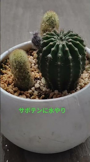 【サボテン成長】水やり #サボテン #cactus #asmr