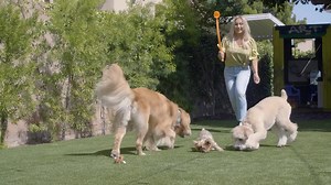 697 reactions · 85 shares | We love our pets, but not the stink they make! Keeping the yard clean and smelling fresh can be a big concern for pet owners, especially during summertime. To put the fresh back in your breath of fresh air, use an enzymatic cleaner with live bacteria to break down and eliminate the tough odor sources. | Simple Green | Facebook