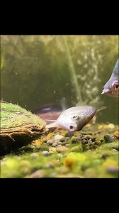 1.5M views · 5.6K reactions | Unique way of reproduction of this fish | AmazingSea Life | Facebook