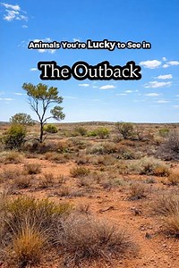 Animals of the arid Australian Outback