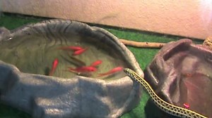 Un serpent mange des poissons rouges