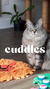 What could be better than this? 🥰 🧩 button links are in our bio 🐱 happy to answer questions! 🐈 follow us for more button stories #talkingcat #catbuttons #cutecat #cuddles #catvideos #theycantalk #fluentpet #rescuekitty #cats #catreels #fluffycat #happycat #bestlife #adoptdontshop #siberiancat #livingthedream #coicommunity #catlife #siberian_cat_lovers #猫咪 #gatosdeinstagram #catlovers #talkingdog #cats_of_instagram #catsofinstagram #고양이 #ducatcantalk #gulducat | Ducat