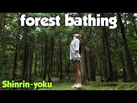 Shinrin-yoku: Japan’s Healing Forest Ritual