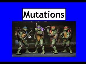 1.4 Mutation Section 1 Gene Mutations