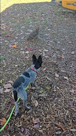 Mav VS Dot #WhittAcres #enjoynaturetoday #homesteadinglife