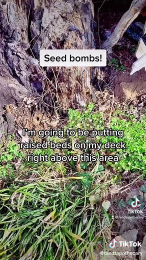 Irish Wildflower Seed Bombs for Pollinator Habitat Growth