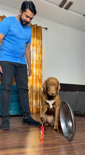 Hilarious Dog Magic Trick That Will Make You Laugh