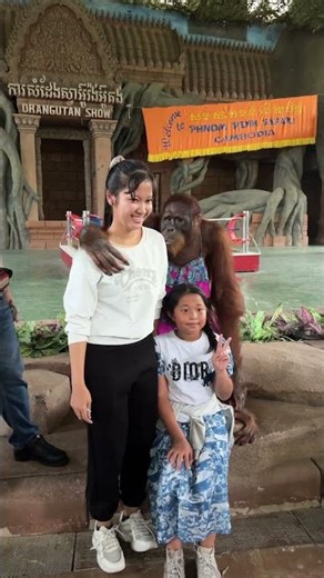 Monkey Boxing Funny - Orangutan Monkey Boxing Show