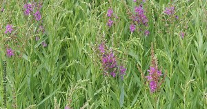 Lythrum salicaria or Purple loosestrife in full pinkish bloom on erect branched stems with lanceolate, pointed, downy green leaves floating gracefully on the wind
