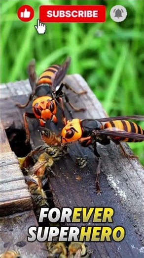 Giant Hornets Attack a Beehive | Deadliest Insect Battle Ever