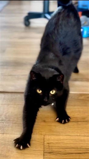 Nicole Gardner on Instagram: "“Rexy Boy Vibes: Ferocious Kitty 🖤 🐈‍⬛” #blackcat #voidcat #catlife #RexyBoy #BlackCatShenanigans #catsofinstagram #comedy #funny #sillycat #voiceover"