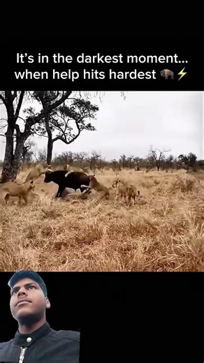 Lions vs Cape Buffalo: Brutal Rescue Charge