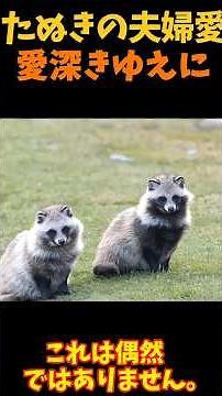 [Slow-Paced Explanation] The Touching Love of a Tanuki Couple