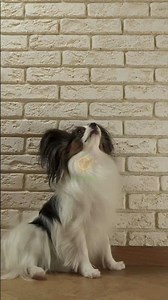 Unveiling the Elegance and Intelligence of Papillon Dogs #newtimes #papillon #dog #pets #doglover