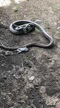 Brown Snake Attacks Python That Tried to Rob Its Meal