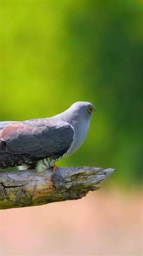 A Common Cuckoo (Cuculus canorus). These birds are known for migrating between Europe/Asia…#cuckoo。