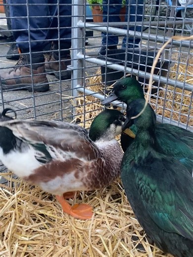 National Museum of Ireland on Reels