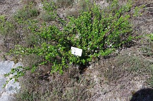 Greenland: Plants, Animals, and Climate