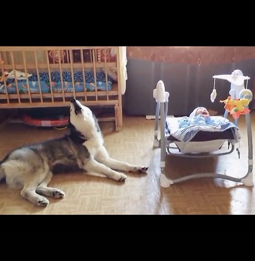 huskylovee on TikTok