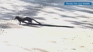 WATCH: Mink hauls giant snake for dinner