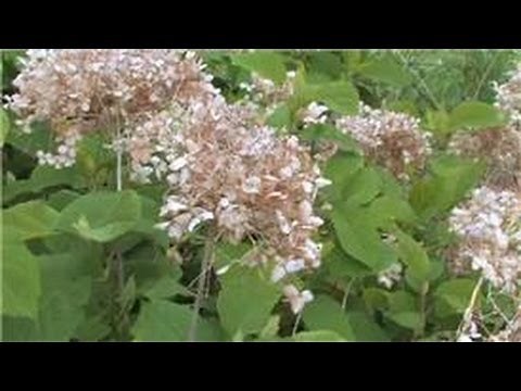 Gardening : How to Prune Summer Blooming Hydrangeas