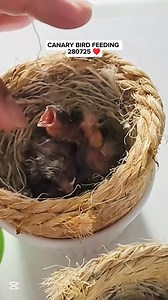 24 reactions · 14 shares | CANARY BIRD FEEDING 280725 ♥️ #dinothecanarybird #reelsviralシ #reelsvideoシ #reelsfbシ #viralvideoシ #reelsfypシ #fypシ #cutepets #birdwatching #fypシ゚ #birdlife #birdlover #birds #eggs #nest #petlovers #pets #animallover #zebrafinch #canarybird #pajaros #pet #pajaritos | Emily Mabilangan | Facebook