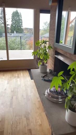 Understanding Siberian Husky Behavior: Decoding Leia's Hints