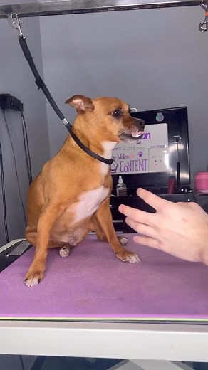 1.6K views · 49 reactions | def not a min pin but that’s okay! Tyson still looks adorable and like a freshly crisp chicken nugget  . Follow for more dog videos  What breed would you want to see next . #minipinscher #minpin #minipin | Dogs by Logan | Facebook
