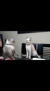 11 reactions | LUNA Y TITO(felizmente adoptados) LES DICEN: HOLA QUE HACEN  Nosotros acá en una pequeña discusión de fin de semana(luna le dice a tito que esté fin de semana le toca salir a ella y el tiene que quedarse cuidando al bb) | Adopción Animal Guayaquil - AG | Facebook