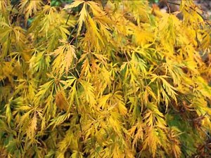 Acer palmatum var. dissectum 'Viridis' (Japanese Maple)