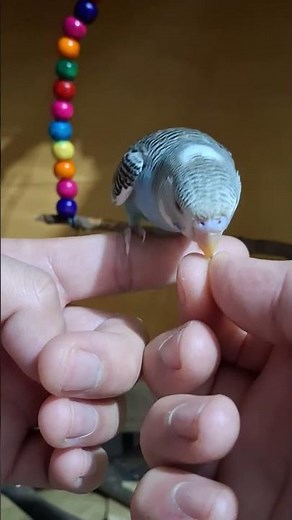 Kiwi’s Tiny Treat Moments 🥰 #budgies #cutebirds