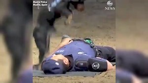 Spanish police dog performs 'CPR' on officer