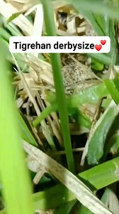 Orange na tigre angas naman 💕💕 #spiderluzon #tuburanlines #enjoy #Cebu #fresh #Hunter #gagamba #hunting #spider #Masbate #followformore | Jey Em Vlog