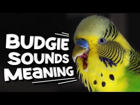 Budgie Sounds Meaning