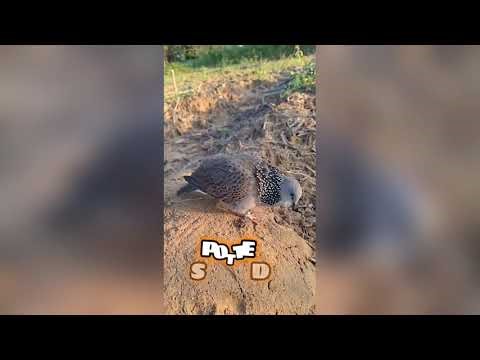 MOST WONDERFUL BIRD SOUNDS - PURE NATURE ASMR