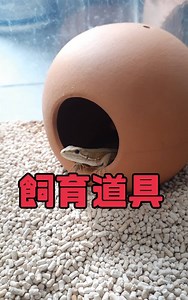 カナヘビの飼育セットを紹介！【100均活用で2500円で飼育ができる！】初めてでも長く飼育する方法！