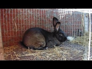 Rabbit Husbandry - Installing a Drop Down Nestbox and Even More Rabbit Husbandry