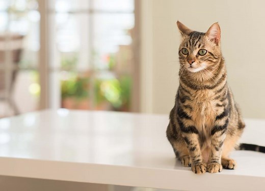 Head Pressing in Cats: Symptoms, Causes, and How to Treat