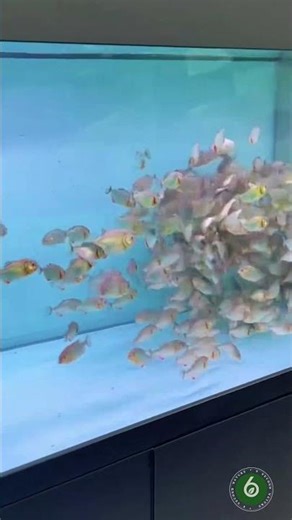 Piranha Feeding Frenzy in Seconds 😳 #shorts