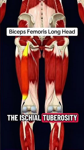 Biceps Femoris Muscle Anatomy | Hamstring Muscle #shorts