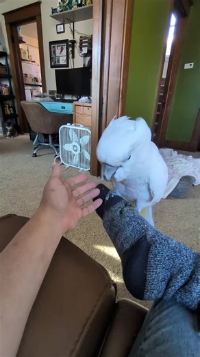 I don't usually record when Furby is on the floor... #furbythebirb | Furby