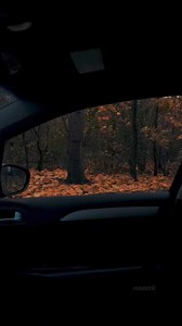 80K views · 5.5K reactions | Falling leaves are autumn’s whispers…a gentle reminder that even in the midst of letting go, there is beauty to be found. #fallseason #autumn✨ VC: Kirill Sergeev IG:@mistkirill | Halloween Frights and Autumn Delights | Facebook