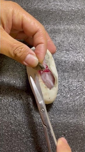 Ball Python Cutting Egg #snake #reptiles #ballpython