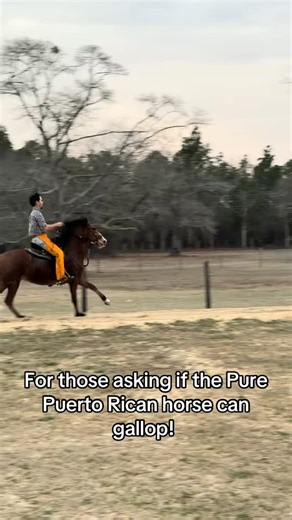 They can walk, canter and gallop along with their natural four beat lateral gait! #palmettopridepasofinofarm #pasofino #horselife #gaitedhorse #horse #horselover #puertorican #paso #fyp #trend | Palmetto Pride Paso Fino Farm