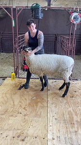 459K views · 7.9K reactions | Every part of shearing is a dance and...