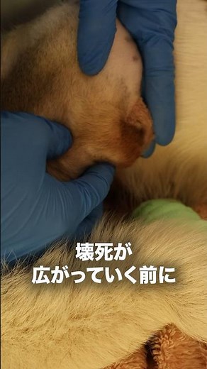 [Emergency Protection] The leg of a dog caught in a snare trap...