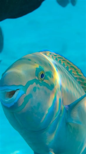 Meet the reef’s #hardest contender: the #parrotfish. 🐠 With teeth tougher than gold, these underwater #champions chomp coral at 20 bites per minute. Their relentless munching isn’t just impressive—it’s vital. By processing over a ton of reef yearly, parrotfish clear space for new coral and produce sand, keeping our ocean ecosystems thriving. #fishofinstagram #athletelife #harderbetterfasterstronger | Great Barrier Reef Foundation