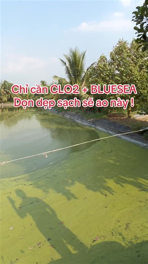 Xử lí nước ao #cagiong #thuysan #clo2 #menvisinh #antoanmoitruong