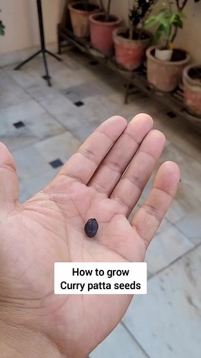 13K views · 197 reactions | Secret to grow curry patta tree from curry leaf seeds #shampysgarden #reels #reelsfb #curryleaf #grow #kitchentips #garden #kitchen #seeds | Shampy's Garden | Facebook